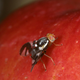 Illustration for article titled How Apples Sparked an Evolutionary Domino Effect Among Insects
